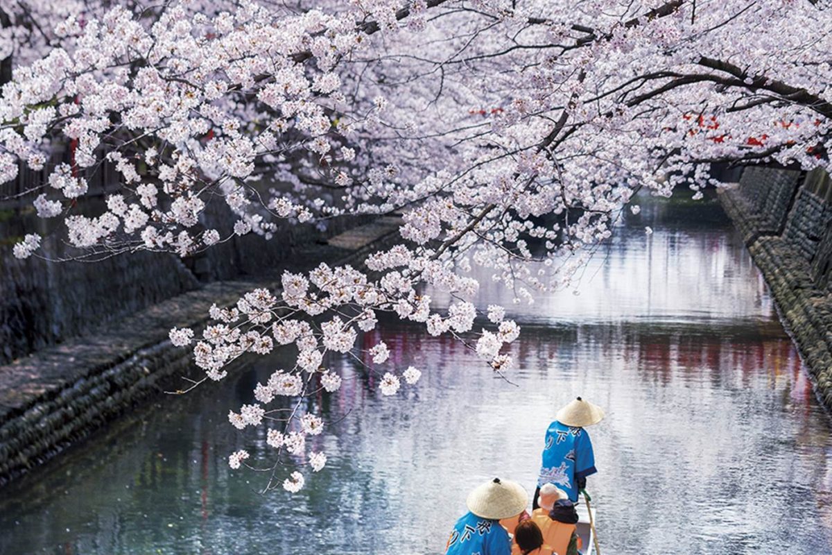 2026年最新】岐阜のお花見特集｜桜の見ごろ＆ライトアップ情報まとめ